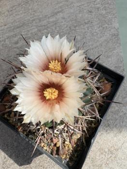 Coryphantha poselgeriana